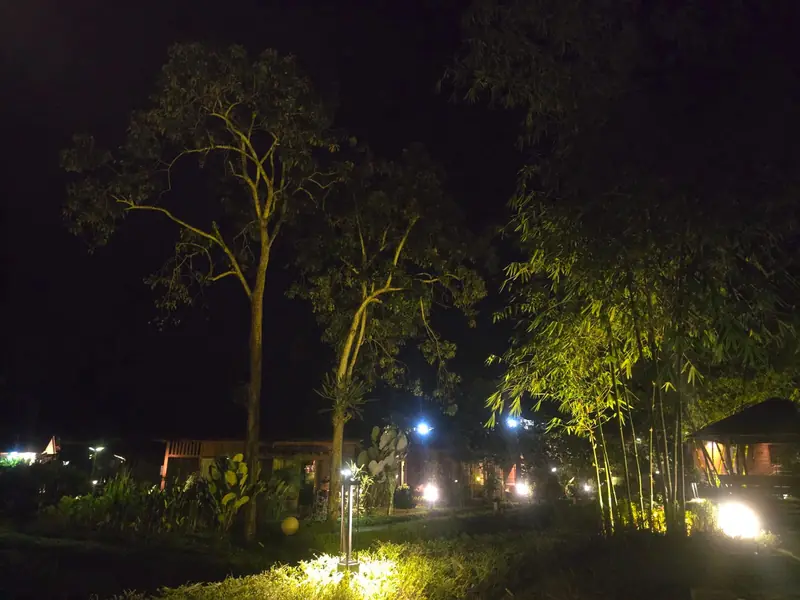 Bamboo and trees lit in the garden at night
